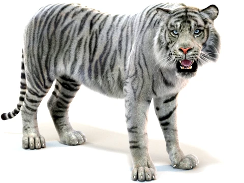 Rigged White Sumatran Tiger - Hair and Fur 3D Modell