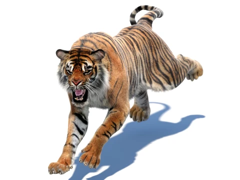 Animated Tiger - Hair and Fur 3D Modell