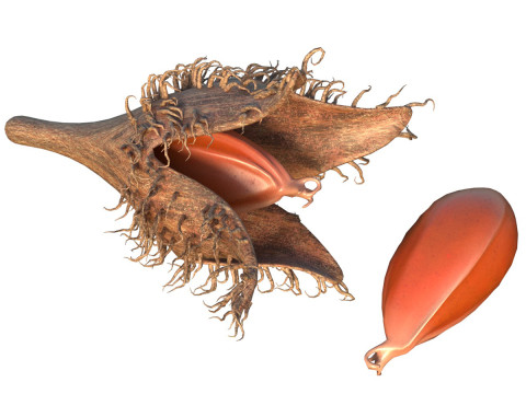 Beechnut Fruit 3D Model