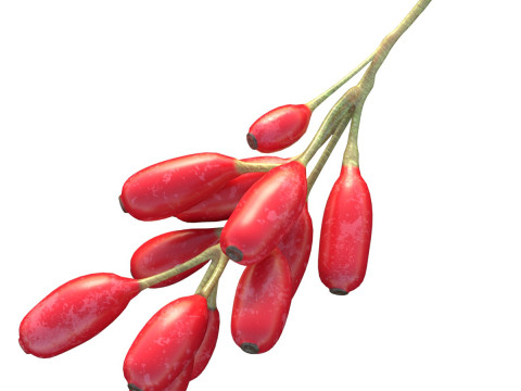 Berberis Fruit 3D Model