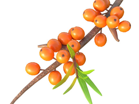 Hippophae Fruit 3D Model