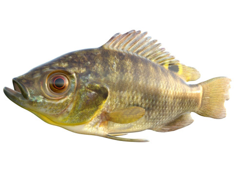 Blue Tilapia fish 3D Model