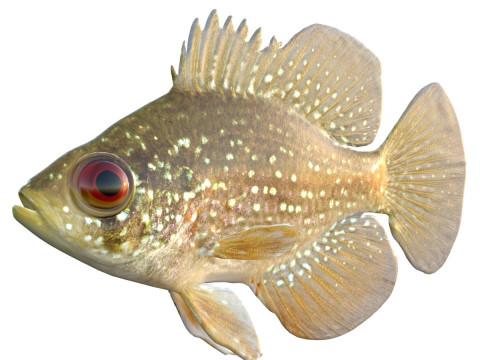 Bluespotted Sunfish 3D Model
