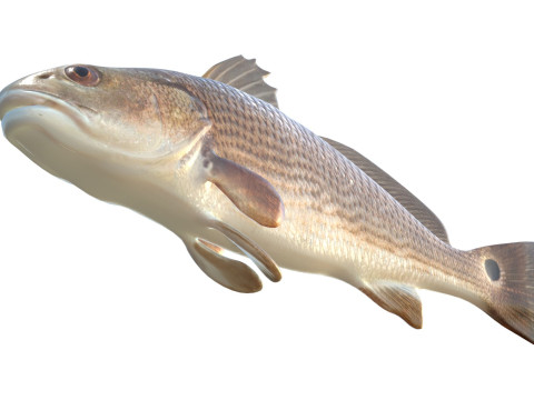 Poisson tambour rouge Modèle 3D