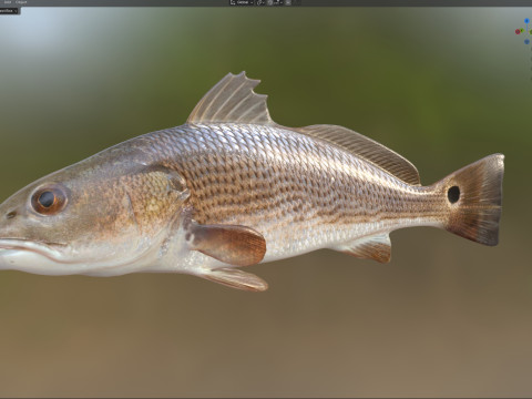 Poisson tambour rouge Modèle 3D