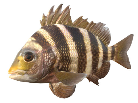 Ikan kepala domba Model 3D