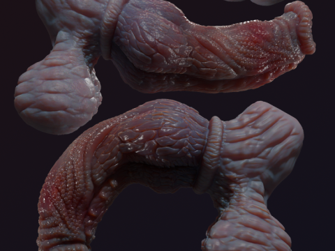 Fantasy Pathrax Dragon Penis Sextoy Rigged 3D Model