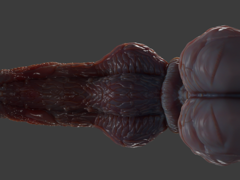 Fantasy Pathrax Dragon Penis Sextoy Rigged 3D Model