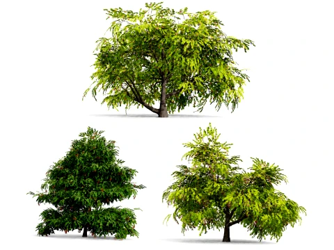 North American Stone Fruits Trees 3D Model