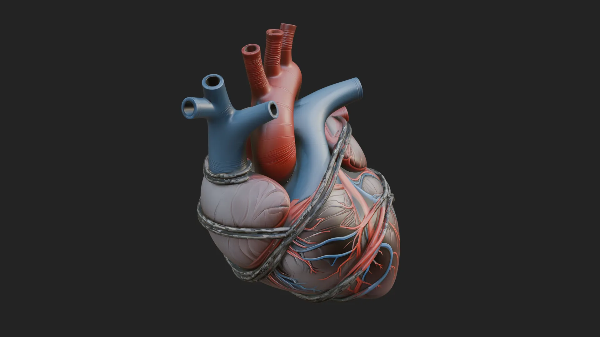 Anatomical Human Heart Model Design 4 - 3D Print Model 3D Print Model .c4d .max .obj .3ds .fbx .stl .blend 