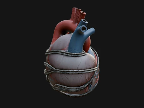 Anatomical Human Heart Model Design 4 - 3D Print Model 3D Print Model