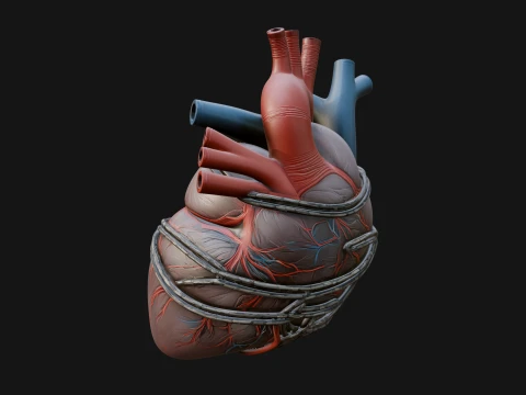 Anatomical Human Heart Model Design 4 - 3D Print Model 3D Print Model