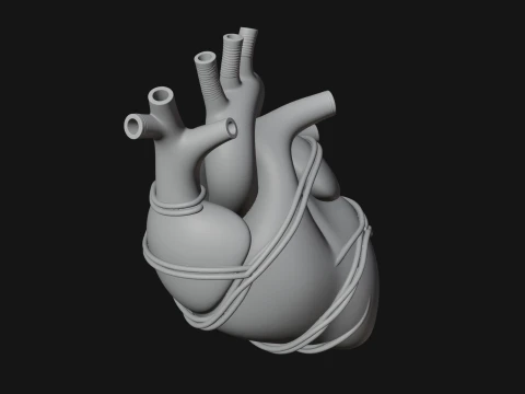 Anatomical Human Heart Model Design 4 - 3D Print Model 3D Print Model