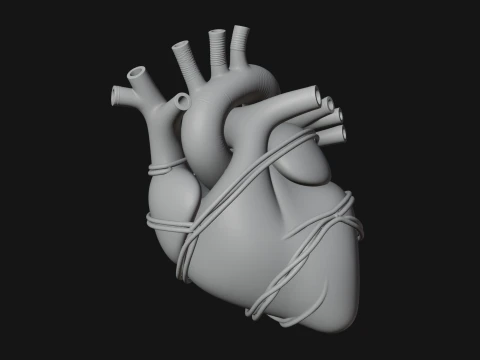 Anatomical Human Heart Model Design 4 - 3D Print Model 3D Print Model