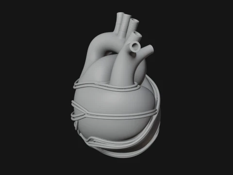 Anatomical Human Heart Model Design 4 - 3D Print Model 3D Print Model