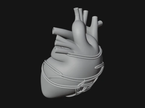 Anatomical Human Heart Model Design 4 - 3D Print Model 3D Print Model