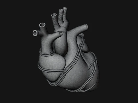 Anatomical Human Heart Model Design 4 - 3D Print Model 3D Print Model