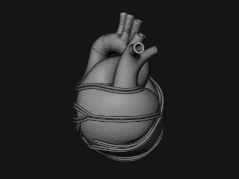 Anatomical Human Heart Model Design 4 - 3D Print Model 3D Print Model