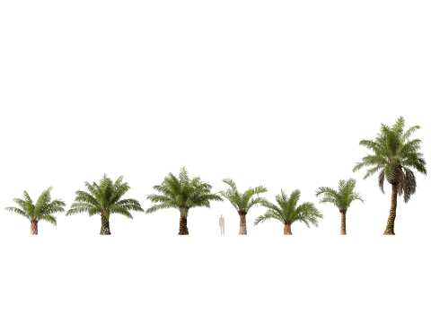 Elaeis Guineensis - African Oil Palm - HighPoly Lowpoly 3D Modell