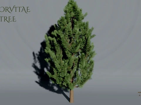 Realistic Arborvitae Thuja Tree 3D Vegetation Modèle 3D