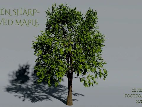 Realistic Green Sharp-leaved Maple Tree 3D Vegetation Modèle 3D