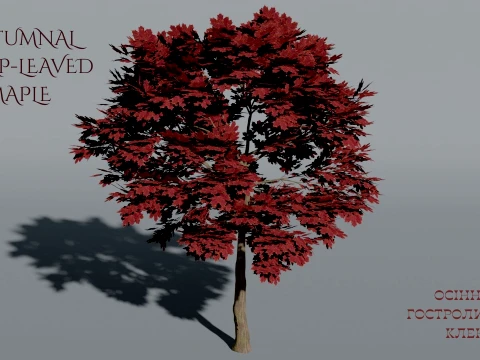 Realistic Autumnal Red Sharp-leaved Maple Tree 3D Vegetation Modèle 3D